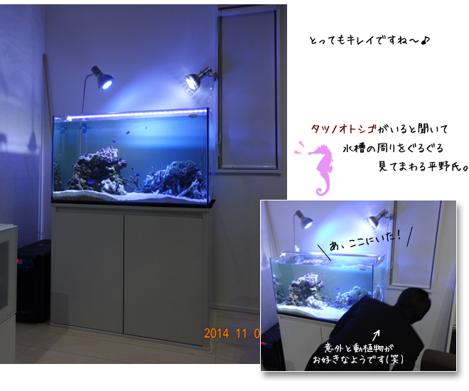 20141110-1 素敵なアクアリウム