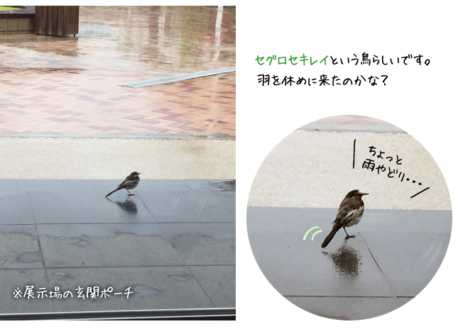 台風の雨宿り、鳥