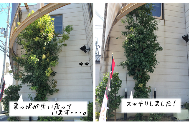 剪定