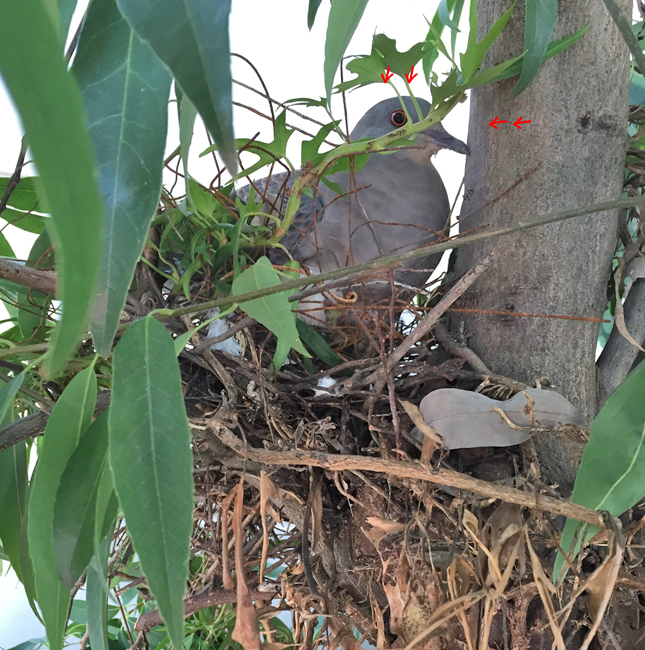 鳩