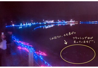 平池公園のカモにエサやり